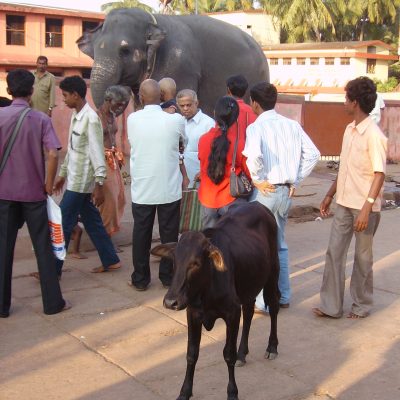 Straßenszene mit Elefant, Indien