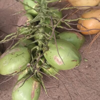 Kokosnüsse in Thrissur, Kreala, 27.12.2022