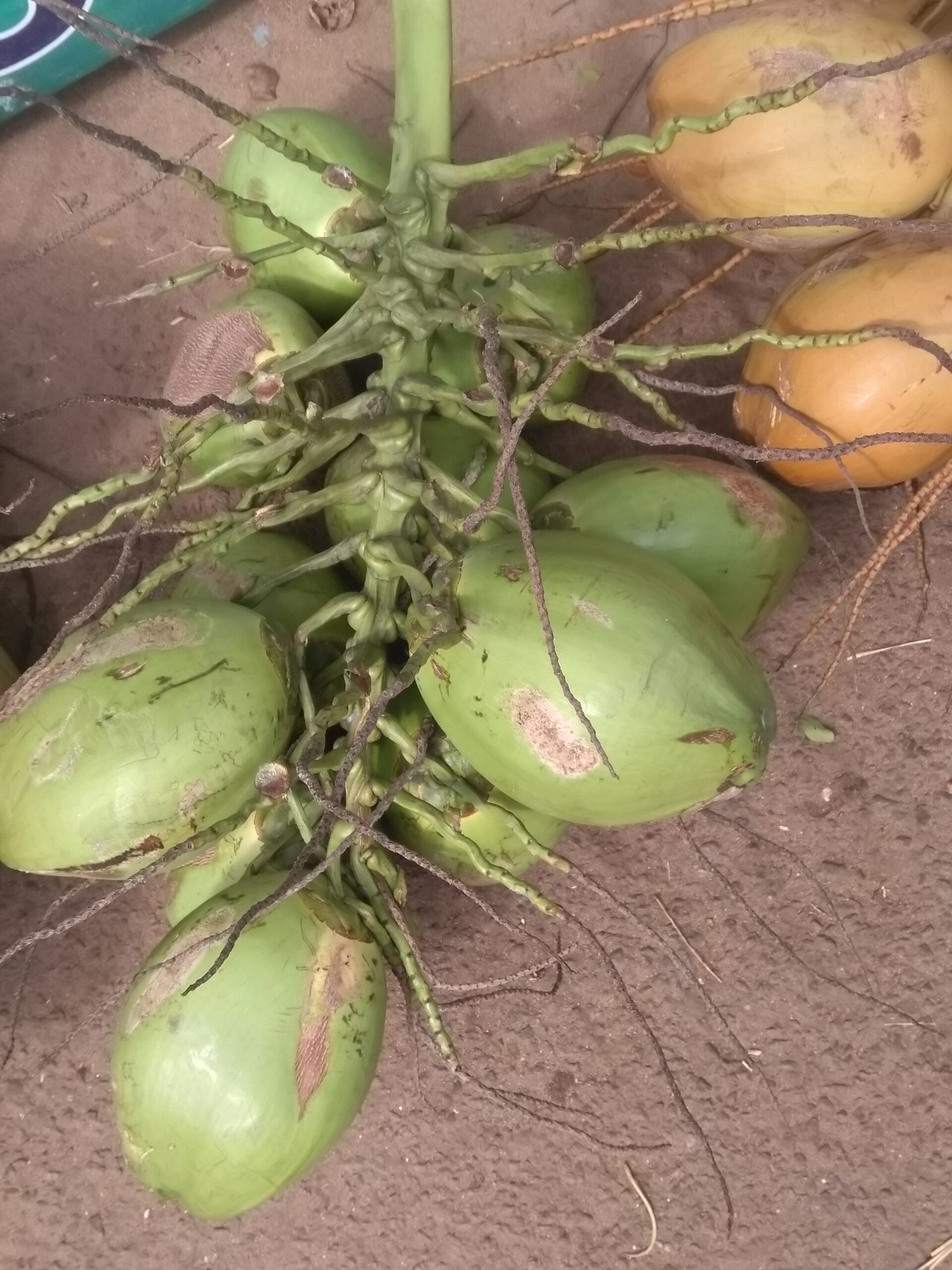 Kokosnüsse in Thrissur, Kreala, 27.12.2022