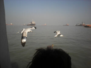 Möven als Begleitung im Hafen von Mumbai, Maharestra. / Seagulls for company in the port of Mumbai, Maharestra.