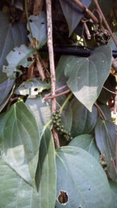 Wilder Pfeffer in der Nähe von Palakkad, Kerala. / Wild pepper near Palakkad, Kerala.