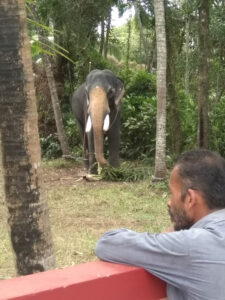 Tempelelefanten gibt es dann und wann, in der Nähe von Thrissur, Kerala. / Temple elephants can be seen every now and then near Thrissur, Kerala.