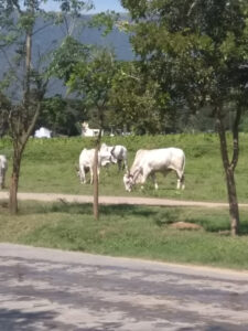 Für die Tiere wird auch gesort in der ISHA-Foundation in Coimbatore, Tamil Nadu. / Animals are also cared for at the ISHA Foundation in Coimbatore, Tamil Nadu.