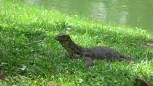 Einer der vielen Warane im Lumpini-Park in Bangkok. / One of the many monitor lizards in Lumpini Park in Bangkok.