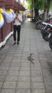 Auch in der Innenstadt leben Warane in Bangkok. / Monitor lizards also live in the city centre of Bangkok.