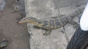 Auch in der Innenstadt leben Warane in Bangkok. / Monitor lizards also live in the city centre of Bangkok.